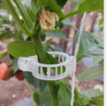 Plant Trellis Clips for Climbing Plants | Durable Garden Support Clips for Vines, Tomatoes & Creepers