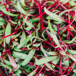 Fresh Beetroot Microgreens 100g | Chemical-Free | Ponnet Packing