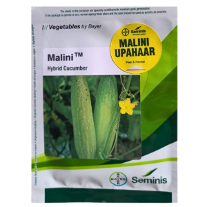 Malini Seminis Cucumber Seeds | High Germination, High Yield Vegetable Seeds for Home & Kitchen Garden